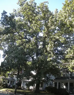 Quercus stellata — port de la plante