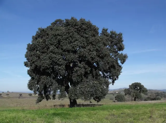 Quercus suber — port de la plante