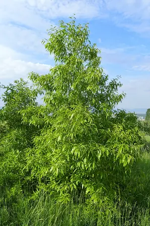 Quercus variabilis — port de la plante