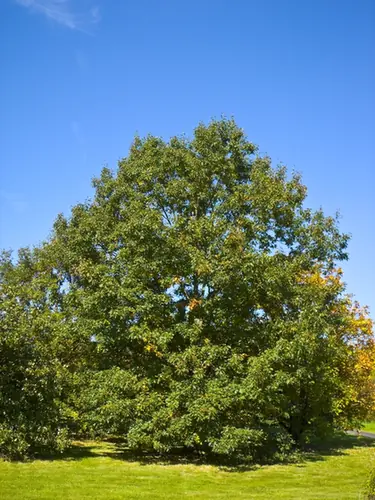 Quercus velutina — port de la plante