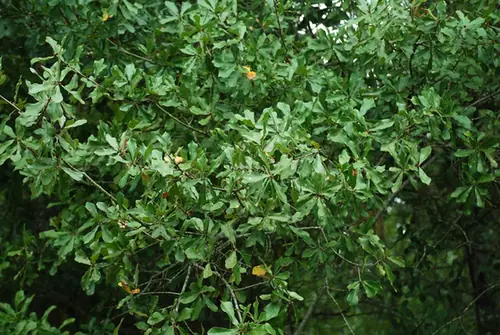 Quercus × caduca — feuillage