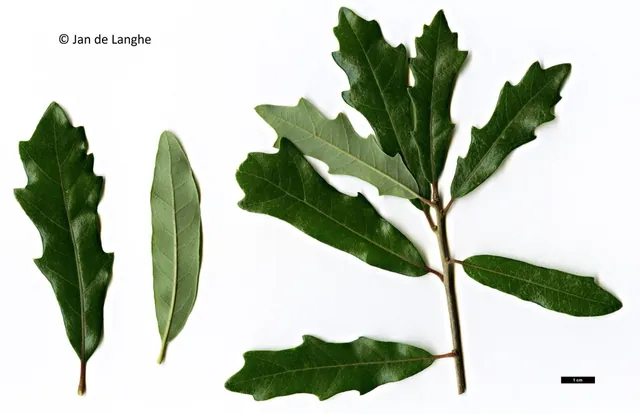 Quercus × comptoniae — feuillage