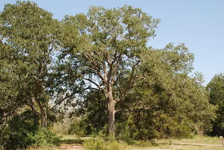 Quercus × drummondii — port de la plante
