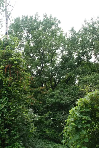 Quercus × runcinata — port de la plante