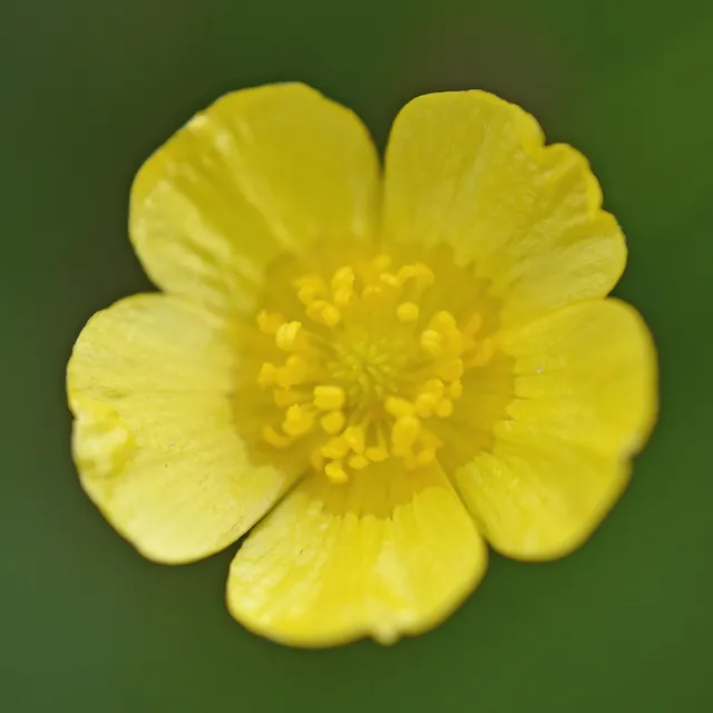 Ranunculus acris — photographie botanique