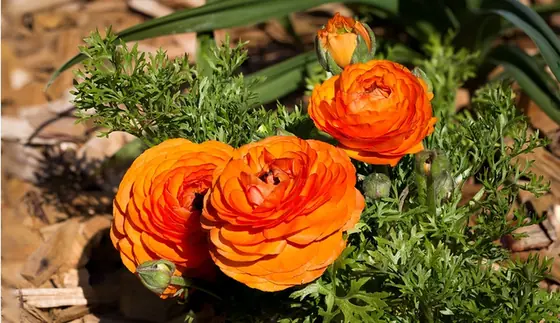 Ranunculus asiaticus — photographie botanique