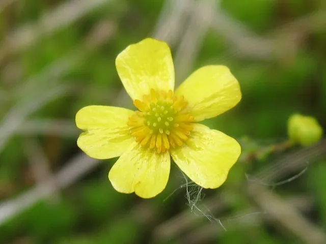 Ranunculus flammula — photographie botanique