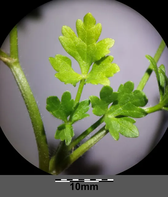 Ranunculus sardous — floraison