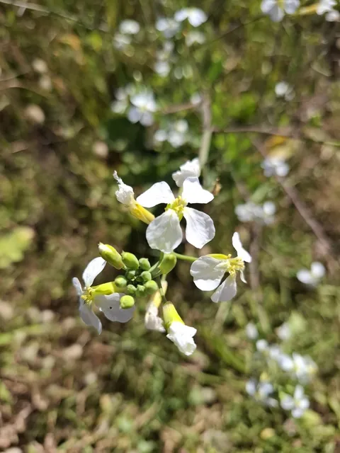 Raphanus raphanistrum — floraison