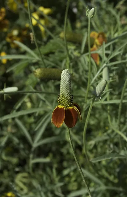 Ratibida columnifera — floraison