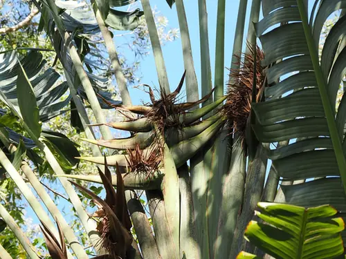 Ravenala madagascariensis — floraison