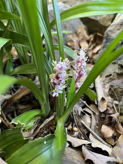 Reineckea carnea — port de la plante