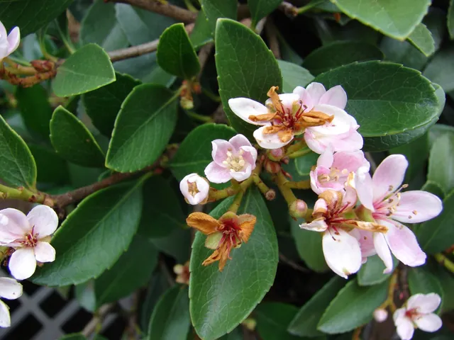 Rhaphiolepis × delacourii — floraison