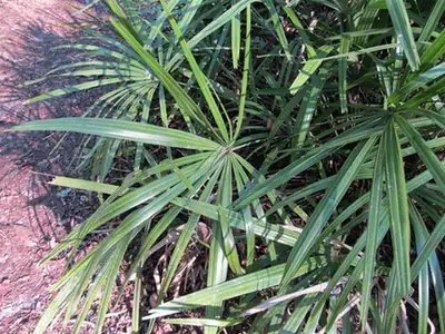 Rhapidophyllum hystrix — feuillage