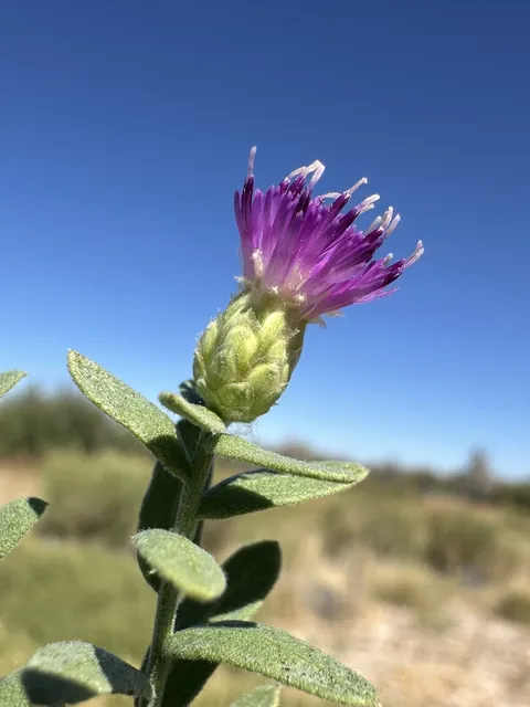 Rhaponticum repens — floraison