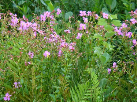 Rhexia mariana — floraison