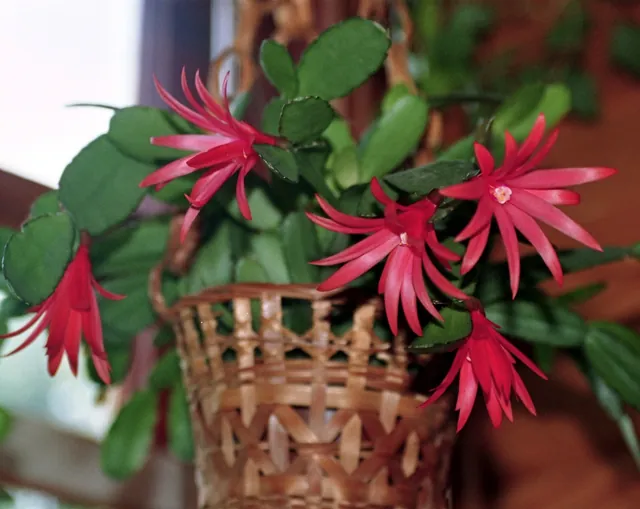 Rhipsalidopsis gaertneri — floraison