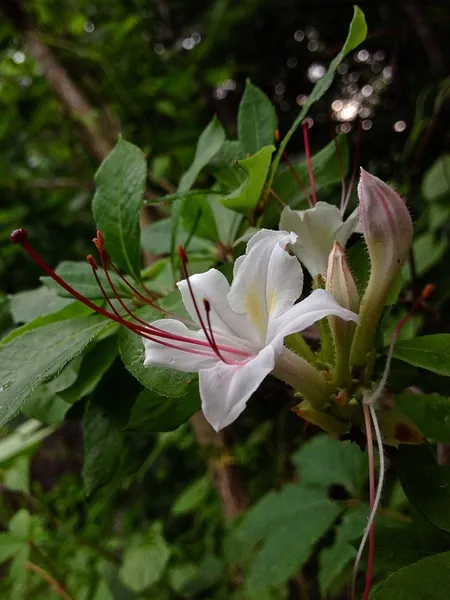 Rhododendron arborescens — floraison