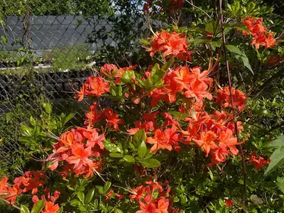 Rhododendron flammeum — port de la plante