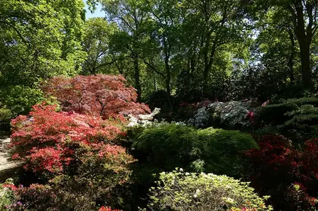 Rhododendron hybrids — port de la plante