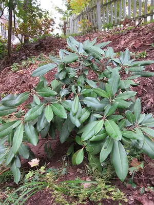 Rhododendron maximum — port de la plante