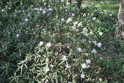 Rhododendron minus — port de la plante