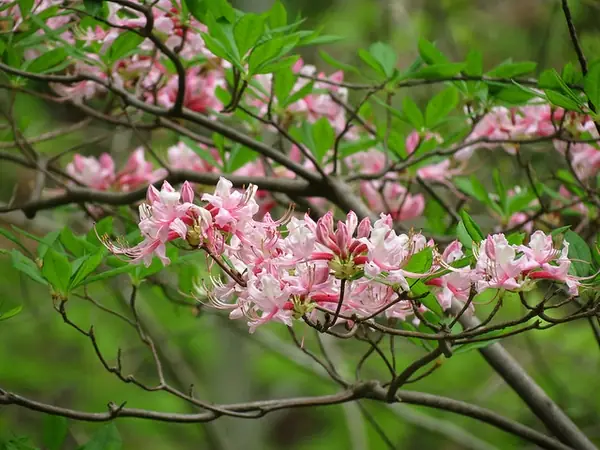 Rhododendron periclymenoides — floraison