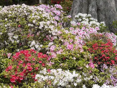 Rhododendron ponticum — port de la plante