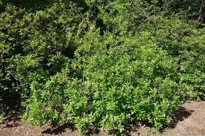Rhododendron vaseyi — port de la plante