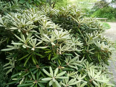 Rhododendron yakushimanum — port de la plante
