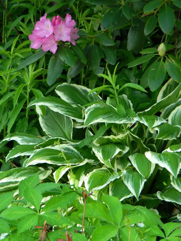 Rhododendron — Rhododendron catawbiense