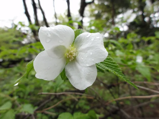 Rhodotypos scandens — floraison