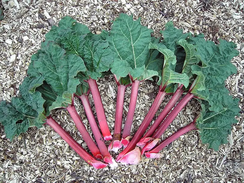 Rhubarbe — Rheum rhabarbarum