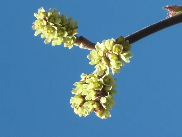 Rhus aromatica — floraison