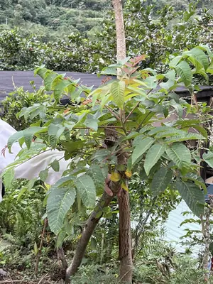 Rhus chinensis — port de la plante