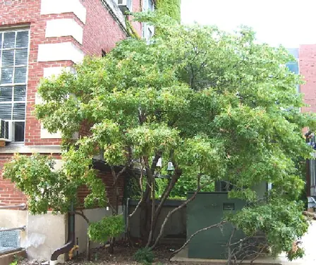 Rhus copallinum — port de la plante
