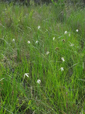 Rhychospora latifolia — port de la plante
