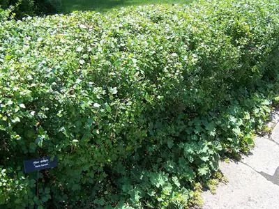 Ribes alpinum — photographie botanique