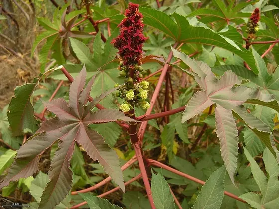 Ricinus communis — photographie botanique