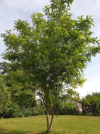 Robinia hispida — port de la plante