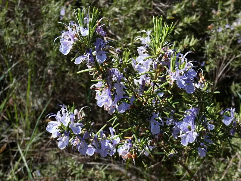 Branche de romarin aux fleurs bleu pâle