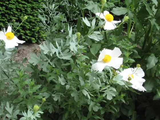 Romneya coulteri — port de la plante