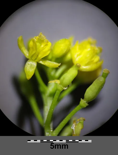 Rorippa palustris — floraison
