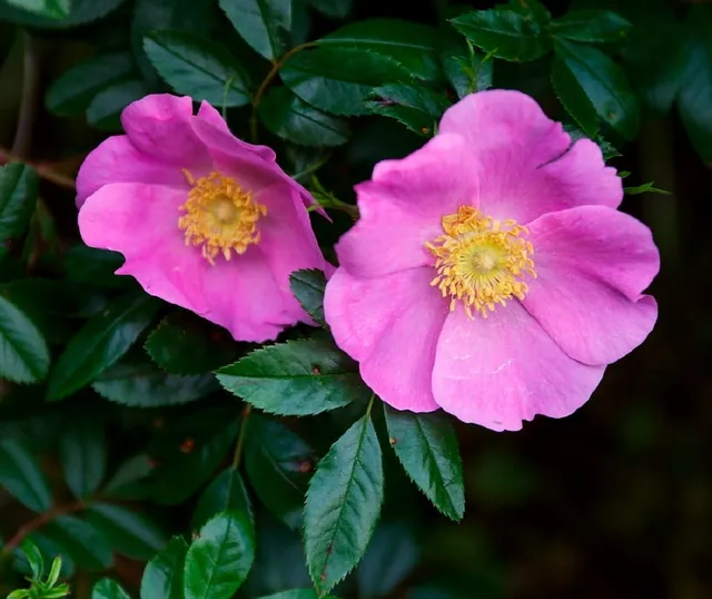 Rosa carolina — floraison