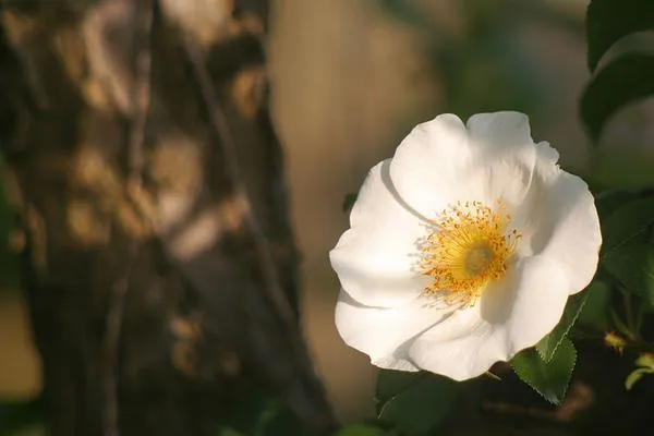 Rosa laevigata — photographie botanique