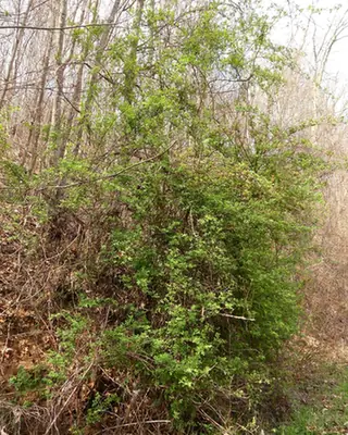 Rosa multiflora — port de la plante