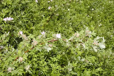 Rosa setigera — port de la plante