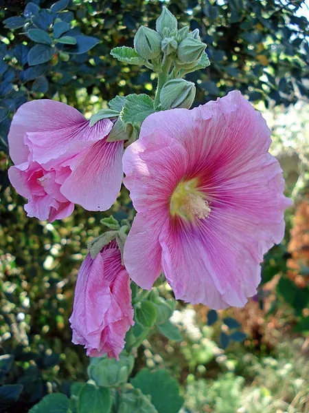 Rose trémière — Alcea rosea