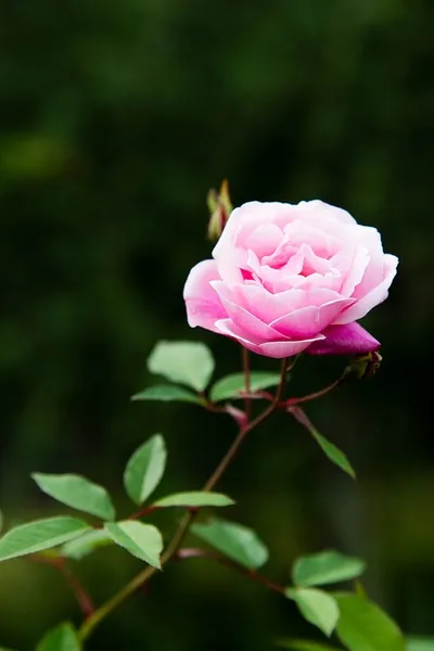 Rosier de Chine — Rosa chinensis