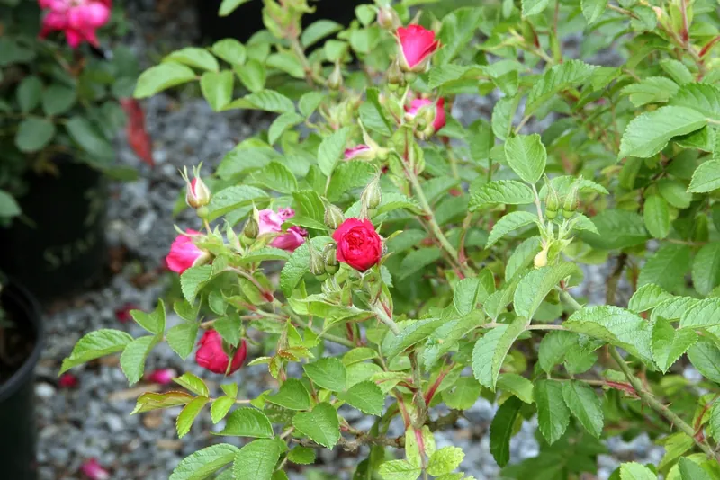 Rosier rugueux — Rosa rugosa